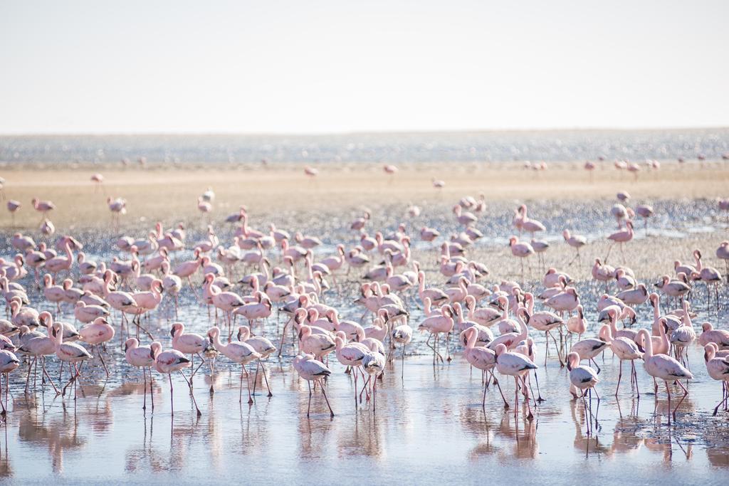 Flamingo Villas Boutique Hotel ولفس بي المظهر الخارجي الصورة