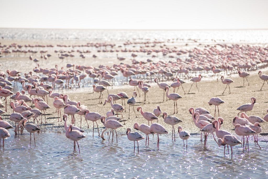 Flamingo Villas Boutique Hotel ولفس بي المظهر الخارجي الصورة