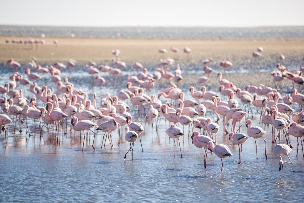 Flamingo Villas Boutique Hotel ولفس بي المظهر الخارجي الصورة